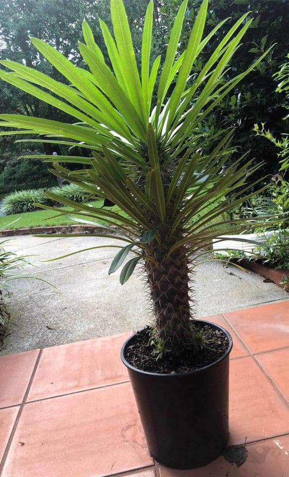 Beautiful 6 years cactus plant