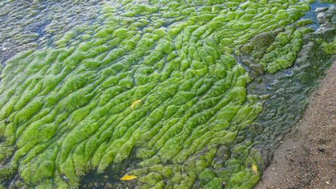 Blue-Green Algae (Cyanobacteria)