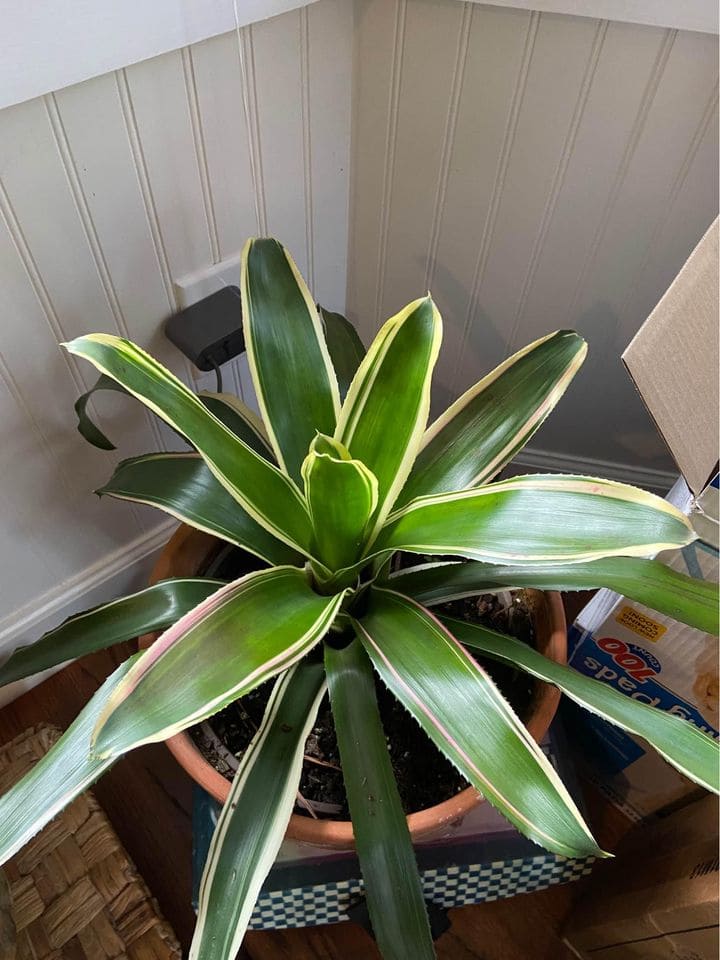 Bromeliad  in a brown pot