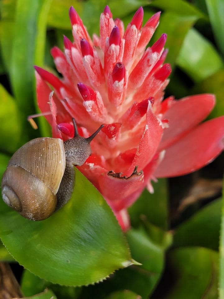 Flaming Torch Bromeliads Billbergia Pyramidalis