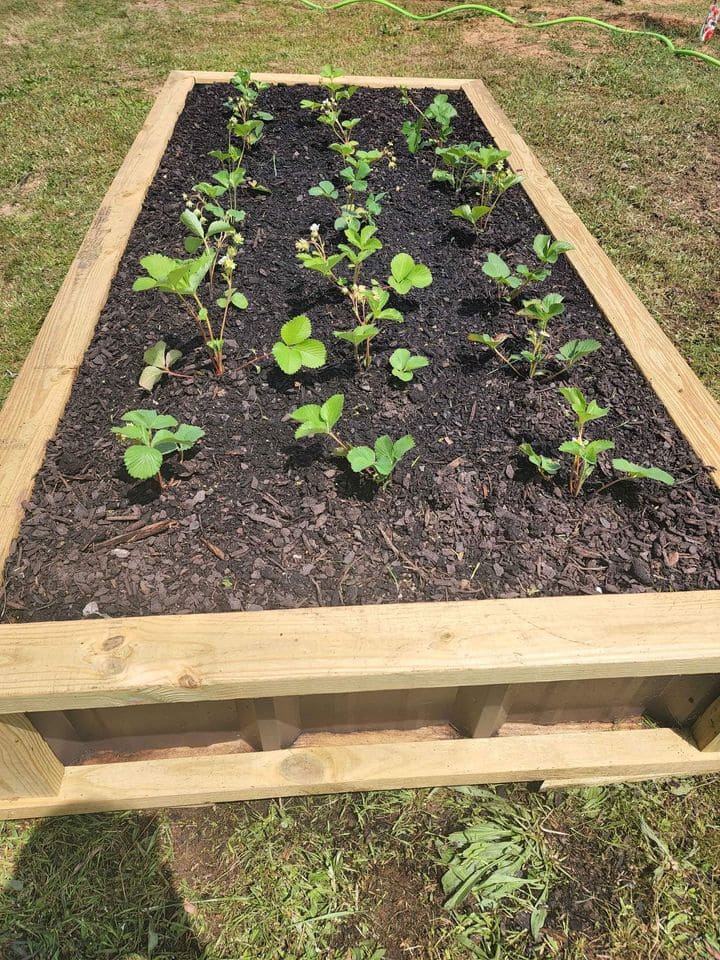 garden bed
